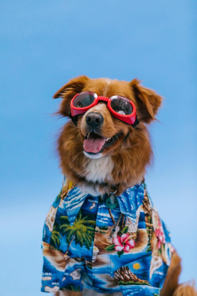 pexels-photo-7516515-7516515 Adorable dog wearing a tropical shirt and sunglasses against a blue background.