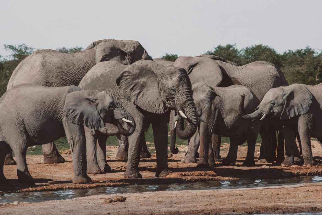 pexels-photo-8944070-8944070 A herd of African elephants at a waterhole in Namibia's wilderness.